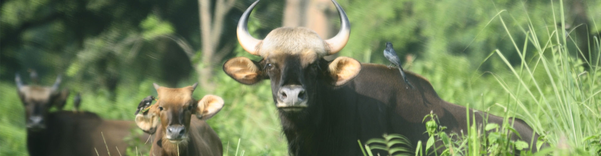 DOOARS - JALDAPARA AND BUXA TIGER RESERVE