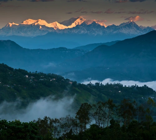 Exotic Darjeeling-Family Special