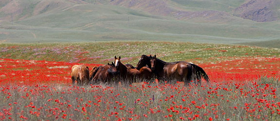 Ride Across the Steppe on Horseback