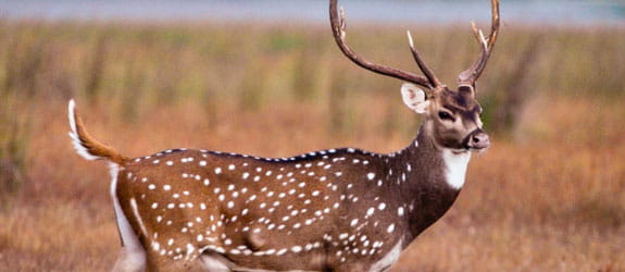 Senchal Lake and Wildlife Sanctuary