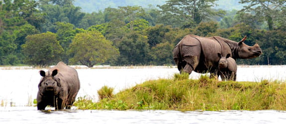 Best Wildlife spotting in Kaziranga National Park