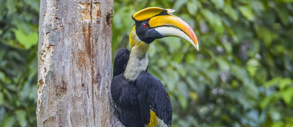 Bird Watching in Khonoma