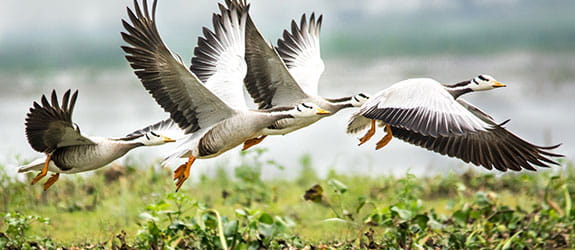 Birdwatching at Dipor Bil