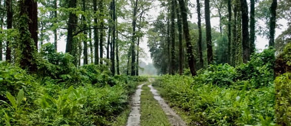 Chapramari Forest