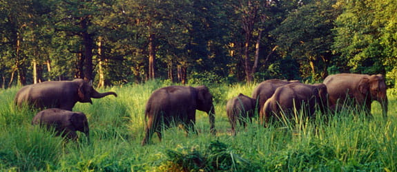 Explore the Jaldapara Widlife Sanctuary