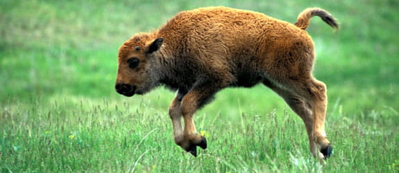 Witness the magnificent flora & fauna