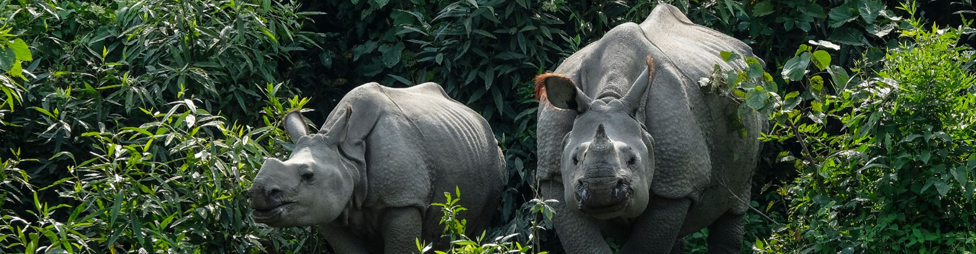 Assam Tea & Wildlife Tour