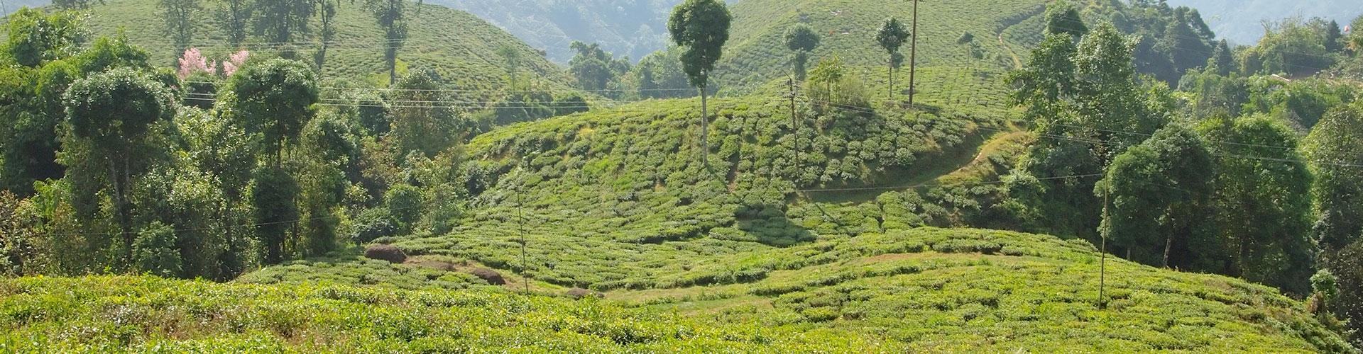 Darjeeling Hill Retreat