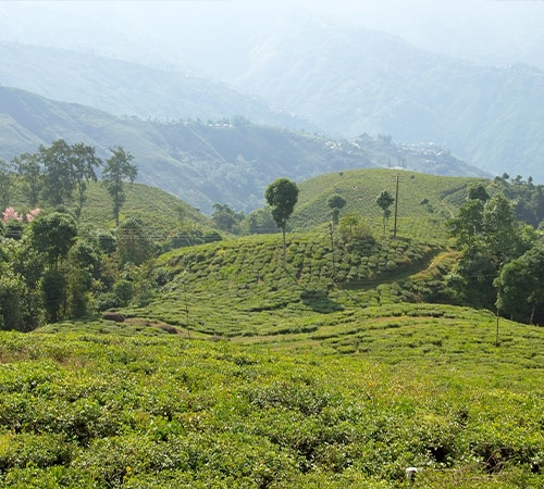 Darjeeling Hill Retreat