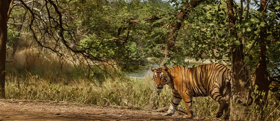 Safari in Jim Corbett