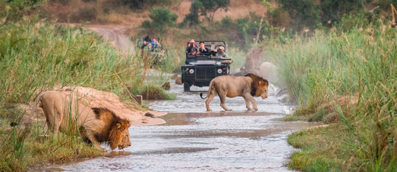 Gir Jeep Safari