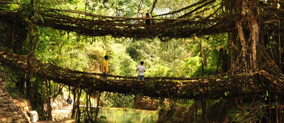Living Root Bridge, Nongriat