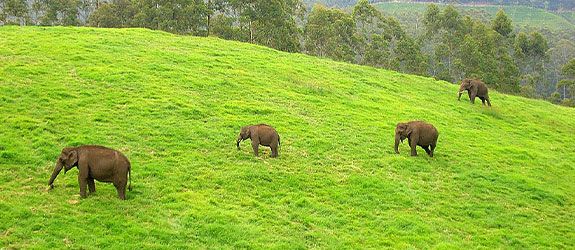 Munnar