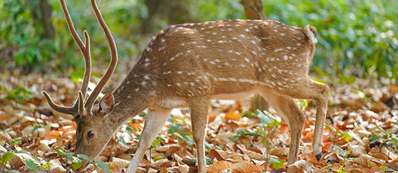 Ranthambore National Park