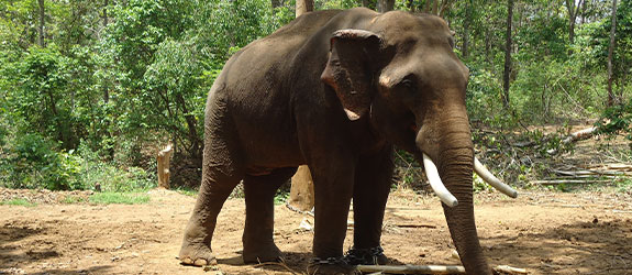 Similipal National Park