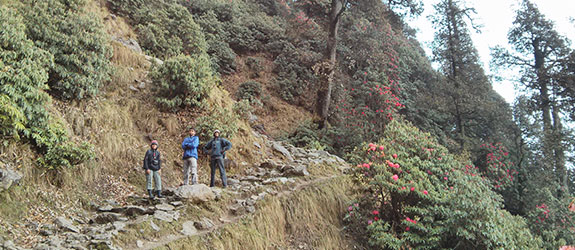 Triund Trek